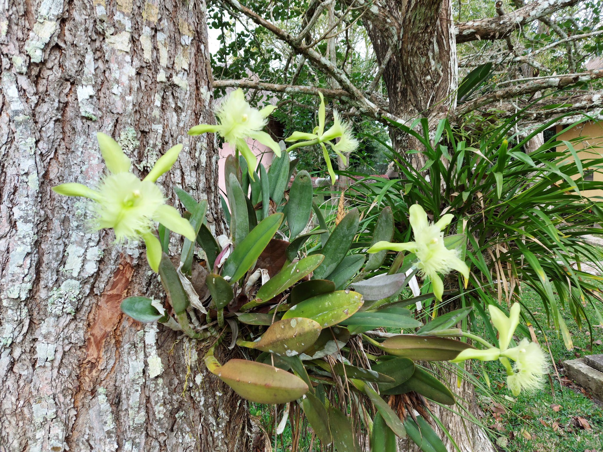 Rhyncholaelia digbyana